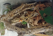 Load image into Gallery viewer, lizard cholla enclosure setup by reptanicals