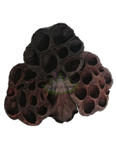 Load image into Gallery viewer, lotus pods reptanicals