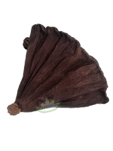 Load image into Gallery viewer, lotus pod reptanicals