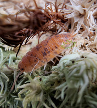 Load image into Gallery viewer, Orin's calico isopod on green sphagnum moss
