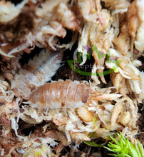 Load image into Gallery viewer, Orange koi isopods camoflauged in moss Porcellio scaber isopods for sale