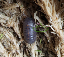 Load image into Gallery viewer, Armadillidium sp Sicily Orange Stripe isopod in sphagnum moss