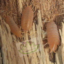 Load image into Gallery viewer, Powder Orange isopods on cork Reptanicals