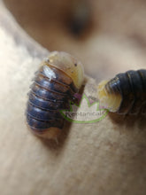 Load image into Gallery viewer, rubber ducky isopods on bell cup