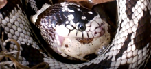 Load image into Gallery viewer, Snake eating a quail egg Reptanicals Quail eggs