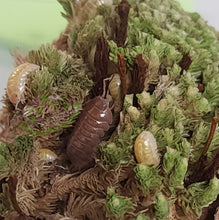 Load image into Gallery viewer, yellow and purple t+ albino isopods on moss
