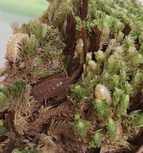 Load image into Gallery viewer, Albino isopods in moss