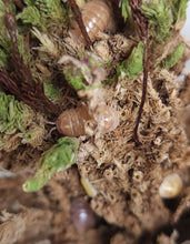 Load image into Gallery viewer, Orange and yellow T+ albino vulgare isopod hiding in moss