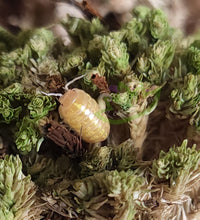 Load image into Gallery viewer, T+ Isopods for sale on Reptanicals.com