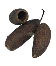 Load image into Gallery viewer, trumpet pods reptanicals