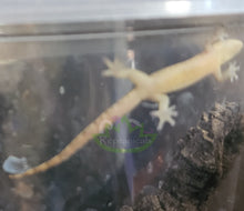 Load image into Gallery viewer, juvenile yellow belly of Philippine mourning gecko Reptanicals
