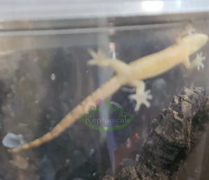 juvenile yellow belly of Philippine mourning gecko Reptanicals 