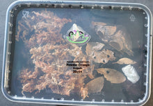 Load image into Gallery viewer, Ready to go Isopod and Springtail cleaner kit for reptiles. Feeder, Cleaner, Bio-active Reptanicals Cleaner Crews
