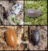 Load image into Gallery viewer, Laevis Party Pack Isopods for sale Reptanicals
