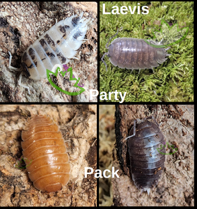 Laevis Party Pack Isopods for sale Reptanicals