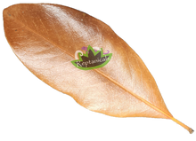Load image into Gallery viewer, Reptanicals Magnolia Leaf 

