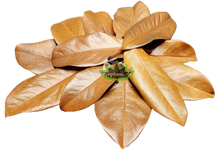 Load image into Gallery viewer, Reptanicals Magnolia Leaves 12 count
