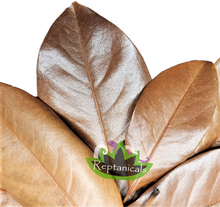 Load image into Gallery viewer, Reptanicals Magnolia Leaves Bioactive
