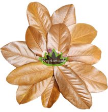 Load image into Gallery viewer, Reptanicals Magnolia Leaves for Isopods
