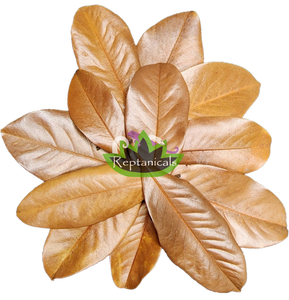 Reptanicals Magnolia Leaves for Isopods