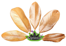 Load image into Gallery viewer, Reptanicals Magnolia Leaves for sale
