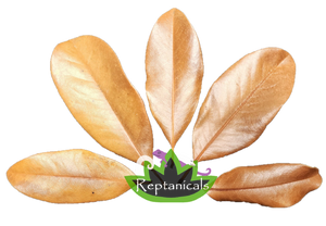 Reptanicals Magnolia Leaves for sale