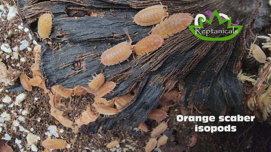 Orange scaber isopods Reptanicals