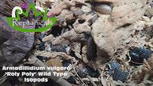 Load and play video in Gallery viewer, A. vulgare roly poly wild type isopods Reptanicals
