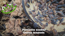 Load and play video in Gallery viewer, Porcellio scaber - Calico Isopods
