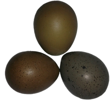 Load image into Gallery viewer, Brown Spotted Button Quail Eggs Reptanicals
