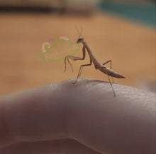Load and play video in Gallery viewer, European praying mantis on hand watching Siamese cat walking
