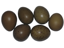 Load image into Gallery viewer, Half Dozen Button Quail Eggs Reptanicals
