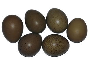 Half Dozen Button Quail Eggs Reptanicals