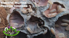 Load and play video in Gallery viewer, Cubaris Murina Papaya Isopods Reptanicals

