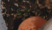 Load and play video in Gallery viewer, Dart Frog Feeder Pack (Live Bio-active Kit)
