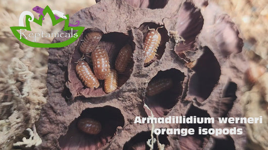 Armadillidium werneri orange isopods Reptanicals