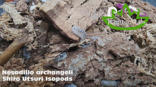 Nesodillo archangeli Shiro Utsuri Isopods Reptanicals