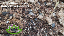 Load and play video in Gallery viewer, Porcellio laevis Dairy Cow Isopods Reptanicals
