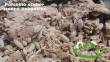 Load and play video in Gallery viewer, Porcellio scaber Orange Dalmatian
