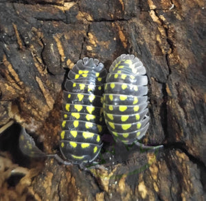 Armadillidium gestroi Isopods Reptanicals.com bio-active supply reptile care