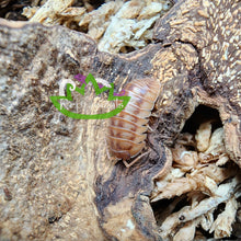 Load image into Gallery viewer, A. Nasatum Peach Isopod for sale Reptanicals

