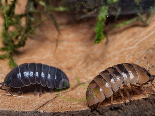 A. vulgare Punta Cana Isopods Reptanicals