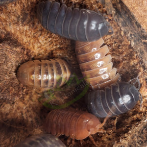 A. vulgare Punta Cana Isopods for sale Reptanicals