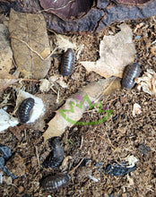 Load image into Gallery viewer, Armadillidium vulgare isopod colony

