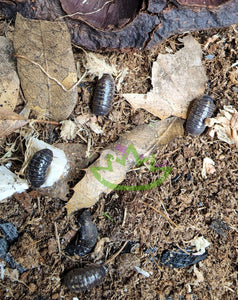 Armadillidium vulgare isopod colony