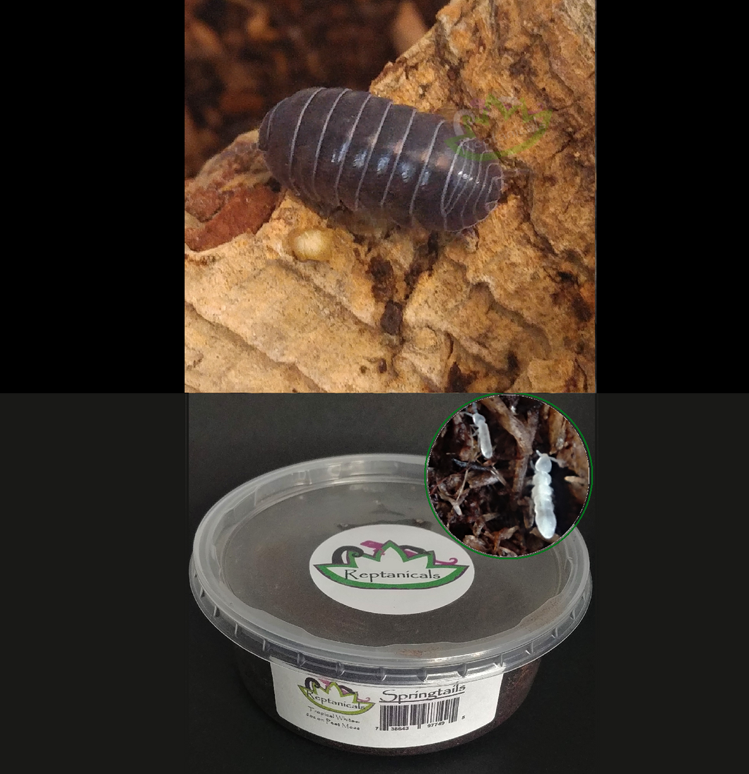 Roly Poly Isopods  with Tropical White Springtails for Sale Reptanicals.com