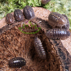 a. vulgare roly poly wild type isopod Reptanicals