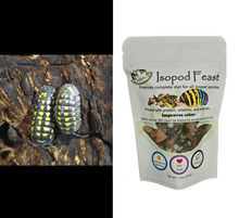 Load image into Gallery viewer, A gestroi isopods for sale with Isopod Feast Reptanicals
