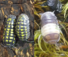 Load image into Gallery viewer, A. gestroi isopods and Panda King isopods for sale bundle combo pack cubaris sps
