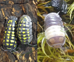 A. gestroi isopods and Panda King isopods for sale bundle combo pack cubaris sps